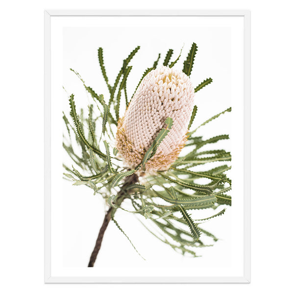 Banksia II Photography Print-Art for Interiors-Online Framed-Australian Made Wall Art-Milk n Honey Designs