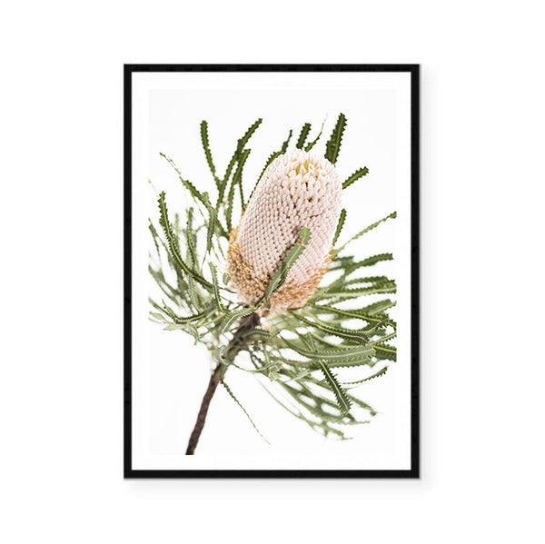 Banksia II Photography Print-Art for Interiors-Online Framed-Australian Made Wall Art-Milk n Honey Designs