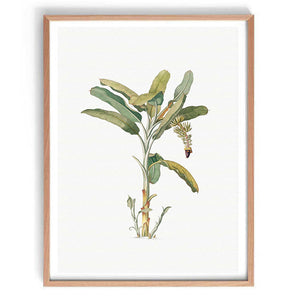 Vintage Banana Tree Illustration Print-Art for Interiors-Online Framed-Australian Made Wall Art-Milk n Honey Designs