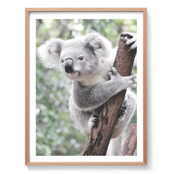 Curious Koala Print