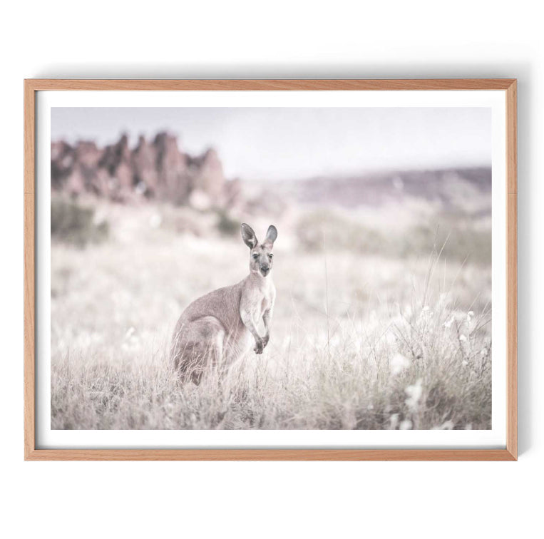 Kangaroo Grasslands Print-Art for Interiors-Online Framed-Australian Made Wall Art-Milk n Honey Designs