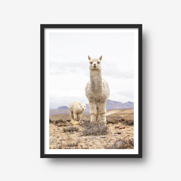 Llama Llama Print-Art for Interiors-Online Framed-Australian Made Wall Art-Milk n Honey Designs