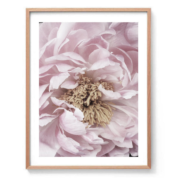 Pink Peony Print-Art for Interiors-Online Framed-Australian Made Wall Art-Milk n Honey Designs