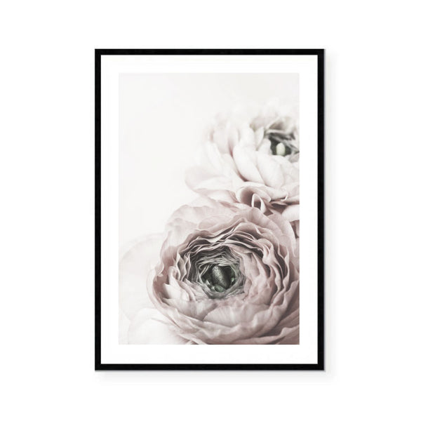 Ranunculus Flower II Print-Art for Interiors-Online Framed-Australian Made Wall Art-Milk n Honey Designs