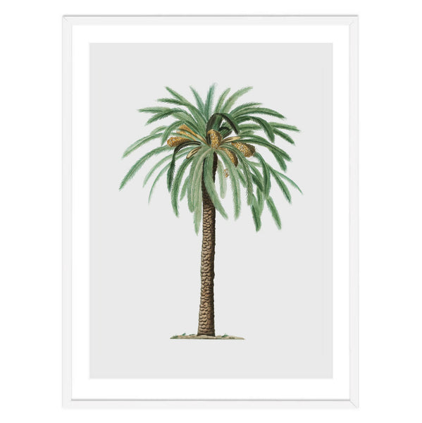 Botanical Palm Tree Illustration Print-Art for Interiors-Online Framed-Australian Made Wall Art-Milk n Honey Designs